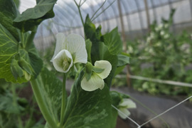 元気たっぷりスナップエンドウとベビーリーフ各500g