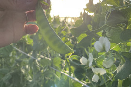 シンプルにぱくぱく食べれる緑のダイヤ★スナップエンドウ
