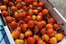 紅秀峰　(訳ありじゃない！という声が多数)さくらんぼ　1kg　訳あり
