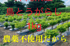 【激辛注意！】沖縄県産島とうがらし 1kg