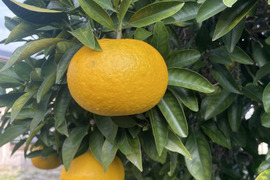 クール便　【北海道など寒冷地発送用】ハッサク(八朔)　箱込み9㎏以上　２Lから４Lサイズ（300ｇ～450ｇ）