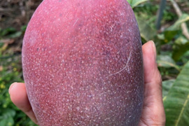 南国の太陽をたっぷり浴びて育ったとろける甘さのアップルマンゴー『アルメゴールド』