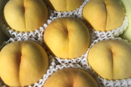【希少品種！・黄貴妃】ギフトにも★マンゴーの様なとろける果肉の黄色い桃です（2㎏箱）