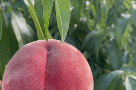 桑折町名産桃【あかつき】2㎏（6玉～9玉）