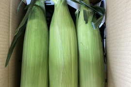 【北海道十勝産】とうもろこし6本入（60サイズ）《収穫後即日発送》