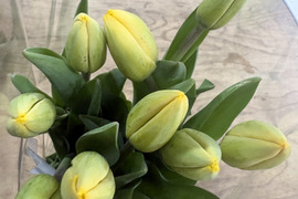 【期間限定】日持ち処理済！新潟の『チューリップ』切花（黄/紫）各10本