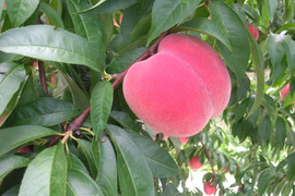 桃　家庭用5kg（20〜22玉）