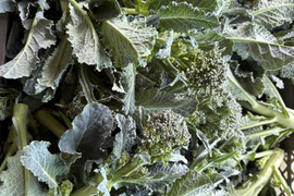 アレッタ800g（およそ５袋分）と他4種類の野菜セット！【ブロッコリー×ケールの野菜】/農薬・化学肥料不使用（簡単な調理例記載あり！）