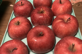 蜜入りチェック済！葉取らずスペシャル3キロ9-13玉葉取らず農薬半減栽培樹上完熟蜜入サンふじ　蜜ライトにて光を通すかチェックします！　りんご　農薬半減栽培で安心安全　　12月10日頃から発送‼️