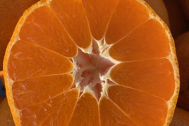 【わけあり】自然栽培 古田温州みかん 10kg 周防大島産