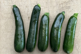 【限定】週末特化　瑞々しいズッキーニ10本