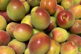 🩷自然農🍑高知産桃みたいな梅⭐︎農薬化学肥料除草剤なし無肥料💖つやつや稀少2キロ