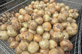 【超お得!!】新玉ねぎ10kg【大玉A品✨️】