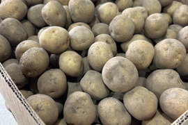 【小さいけど、ちゃんと甘い！】越冬じゃがいもキタアカリ Ｓサイズ5㎏