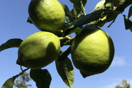 食べてみんさい！広島特別栽培レモン◆農薬不使用◆1㎏