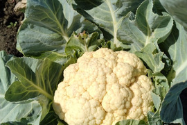 北海道産カリフラワー　6㎏（8～9玉）