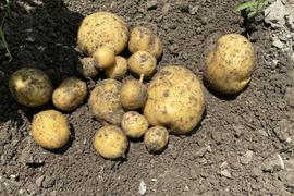 新じゃが🥔甘くて人気の【キタアカリ】　重量分、箱いっぱいにお届けします