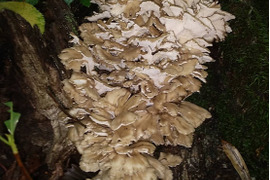 【池内様専用】新潟県妙高市　天然舞茸　400g　ブナハリタケ300g