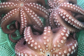 1.1kg 丸ごとたこ1匹　　茹でて発送します（説明文！必読で‼️‼️）