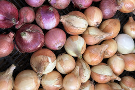 ペコロス玉ねぎ4kg農薬化学肥料不使用