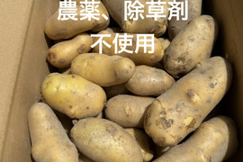 【農薬・除草剤不使用】淡路島のじゃがいも｜煮崩れしにくく、カレー・肉じゃが・ポテトサラダにおすすめ