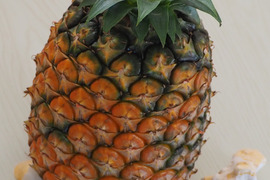 夏バテ予防にハワイ種パイナップル大玉1.6キロ前後2玉