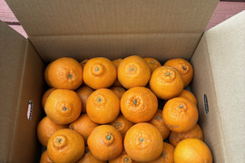 手のひらサイズ　肥の豊　約4kg