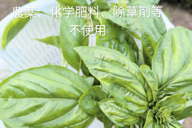 バジル🌿約15cmほどの茎付きバジル３本以上🌿農薬、化学肥料、除草剤等不使用☆常温発送
