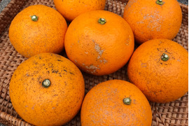 訳あり熟成◆八朔◆農薬不使用
◆5㎏