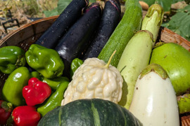 数量限定！訳あり！野菜セット(茄子各種、ピーマン各種、坊っちゃんカボチャ、かぼちゃ、ゴーヤ各種、きゅうり2〜3本、キャベツ)その中から1〜7品福袋