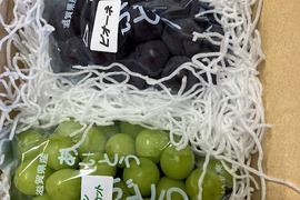朝採りで厳選！その日に発送【贈答用シャインマスカットとピオーネ】２房入り箱