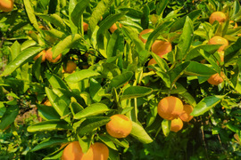 【特別栽培】和歌山県(桃山町産)　みかん【宮川早生】5kg。