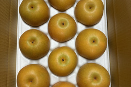 最高の甘さになる極限まで樹上完熟‼︎一玉ぺろっ！と食べれちゃうあま〜い幸水梨♡5kg