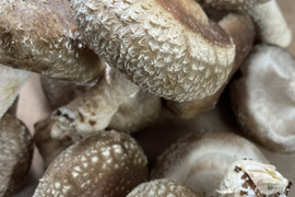 愛知県産　肉あつ椎茸！！約500g