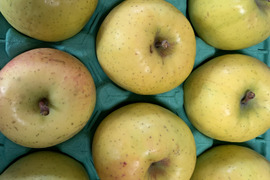 🍏青森りんご🍏　規格外品『黄金ふじ』約３Kg　９～１５個入り
