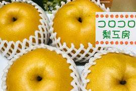 【大きさにも美味しさにもびっくり‼️】新高梨(大玉2-4個入)贈答用約2.5kg✨️コロコロ梨工房の自信作‼️樹上完熟、甘くてとってもフルーティー✨️お届け後の日持ちを良くする為クール便で発送🚚