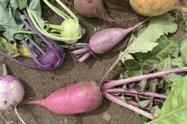 【おためし少量】三陸の風を浴びたお野菜おためしSET