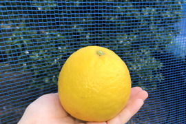 【完熟！季節の柑橘】ニューサマーオレンジ（日向夏）3Lサイズ・4kg