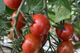 爽やかな甘みのフルーツミニトマト［TTM180］