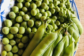 丹波篠山産　うすいえんどう豆　サヤ付き2kg