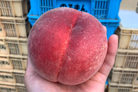 好評につき！硬い、甘い、うまい、これ桃！？桃なんです！