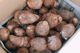 土垂(どだれ)里芋1.５kg