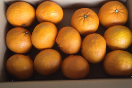 自然栽培 甘夏〈サイズはS、味はセレブ　値段は下町〉10kg  ホームメイド酵素ジュースにご利用ください。