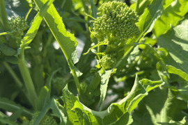 チーマ•ディ•ラーパ【イタリア冬の味】