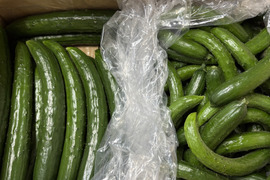 太陽のごちそう☀️食べ比べ ちび2キロお買い得普通サイズきゅうり2キロ(箱重量込)4キロ