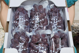 【夏ギフト】食べ応え抜群！キングデラウェア　1.8㎏以上（5～7房）