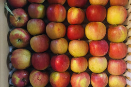 【100箱限定・春りんご・2月10日迄】蔵出し！甘〜いサンふじ5kg（25~32個入り）【家庭用・加工用】