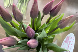 【期間限定】日持ち処理済！新潟の『チューリップ』切花（紫に白/白に桃）各10本