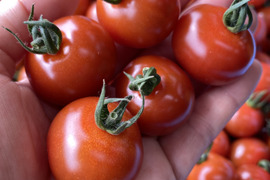 もうひとつぶミニトマト（3kg）