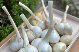 【自然農法・無農薬】新月に植えた奈良産にんにく5kg〜【一粒万倍日限定】 楽天市場】【にんにく】 種 球根 150g 国産（奈良県産